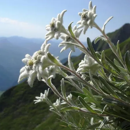 Feriehus Au Printemps Japonais, Petit Train De La Mure, Parc Des Ecrins Pierre-Chatel